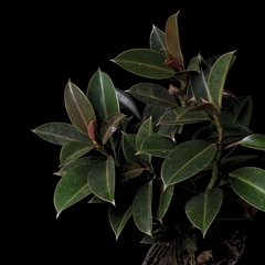 Ficus elastica ' Bambino Cabernet ' - comprar online
