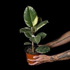 Ficus elastica 'Tineke' - Mediano