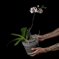 JUMBO Phalaenopsis sp. - comprar online