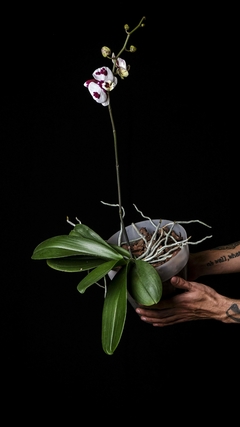 JUMBO Phalaenopsis sp. en internet