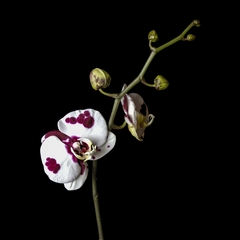 JUMBO Phalaenopsis sp.
