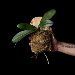 Phalaenopsis sp con vara floral - Marco Madera Colgante - comprar online