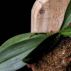 Phalaenopsis sp con vara floral - Marco Madera Colgante en internet