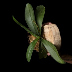Phalaenopsis sp con vara floral - Marco Madera Colgante