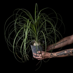 Beaucarnea recurvata "Ponytail Palm" - XL