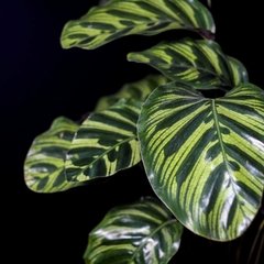 Calathea Goeppertia Makoyana XXL en internet