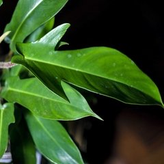 Philodendron Squamiferum - comprar online