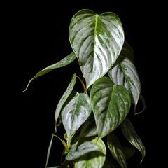 Philodendron Sodiroi - comprar online