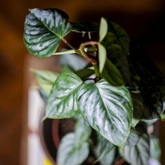 Philodendron Sodiroi - Plantas Kolog