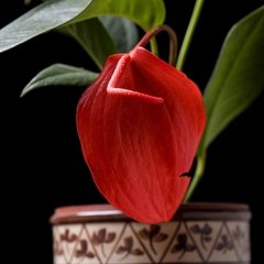 Anthurium Scherzerianum - comprar online