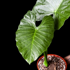 Alocasia macrorrhiza "Oreja de Elefante" - comprar online