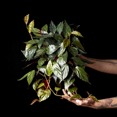 Begonia sp. "Roja" - tienda online