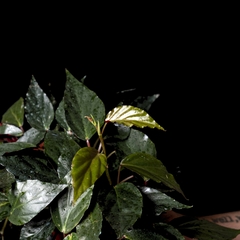 Begonia sp. "Roja" - Plantas Kolog