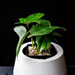 Baby Philodendron Florida - comprar online