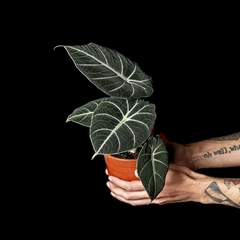 Alocasia reginula 'Black Velvet' en internet