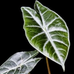 Alocasia Longiloba - comprar online