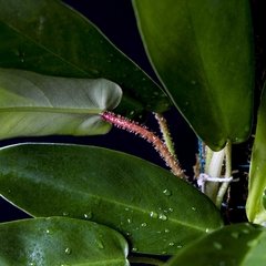 Philodendron Squamiferum en internet