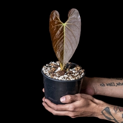 Anthurium sanguineum - Plantas Kolog