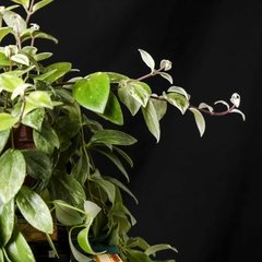 Aeschynanthus Pulcher Variegata - Plantas Kolog