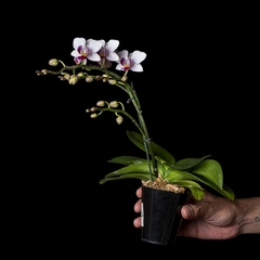 Orquídea Phalaenopsis - 2