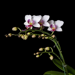 Orquídea Phalaenopsis - 2 - comprar online