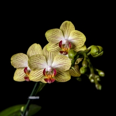 Orquídea Phalaenopsis - 3 - comprar online