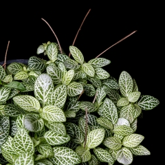 Fittonia albivenis - comprar online