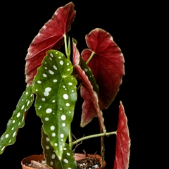 Begonia maculata 'Wightii' - Mediana en internet