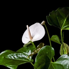 Anthurium andreanum Blanco XXL - comprar online