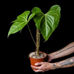 Anthurium x macrolobium