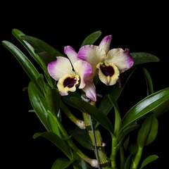 Dendrobium nobile - Huevo Frito - comprar online