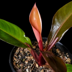 Philodendron ' Prince of Orange ' - comprar online