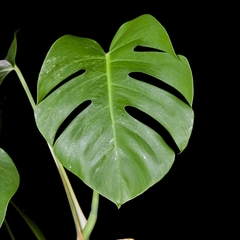 Monstera var. borsigiana albo variegata - Mediana 1 - Plantas Kolog