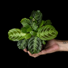 Maranta leuconeura cf. 'Black Maranta'