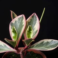 Peperomia Clusiifolia Tricolor en internet