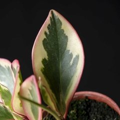 Peperomia Clusiifolia Tricolor - Plantas Kolog