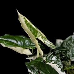 Syngonium podophyllum variegatum - Plantas Kolog