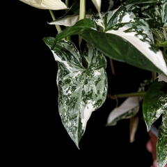 Syngonium podophyllum variegatum - tienda online