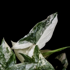 Syngonium podophyllum variegatum - comprar online