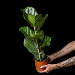 Ficus lyrata - Pandurata - comprar online