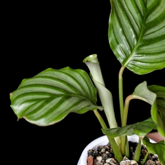 Goeppertia orbifolia - Semihydro en internet