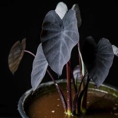 Colocasia "Black Magic" - Plantas Kolog