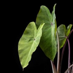 Colocasia "Lemon Lime Gecko" - Plantas Kolog