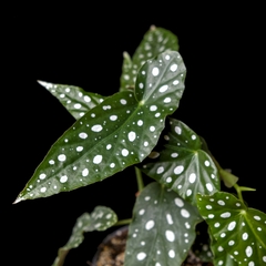 Begonia maculata 'Wightii' - Mediana - comprar online