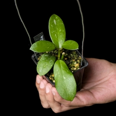 Hoya diversifolia - comprar online
