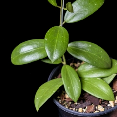 Hoya verticillata con tutor - comprar online