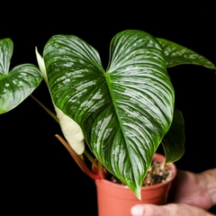 Philodendron Mamei - XXL - comprar online