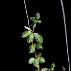 Peperomia verticillata con tutor