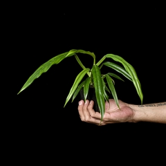 Philodendron elegans