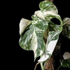 Monstera var. borsigiana albo variegata - 1